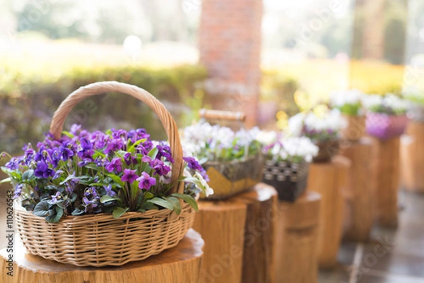 Obraz スミレの花