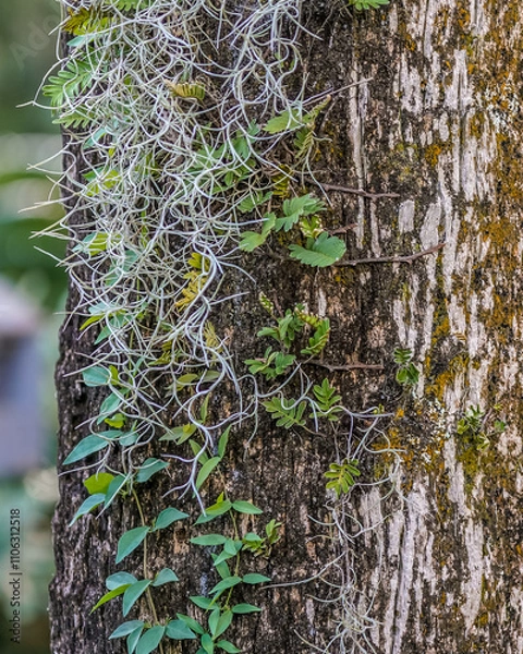 Fototapeta Green vines and delicate air plants cling to the rough bark of a tree, creating a contrast between the soft leaves and the textured surface. 