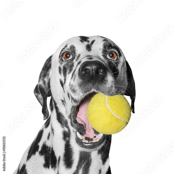 Obraz dog holding a ball
