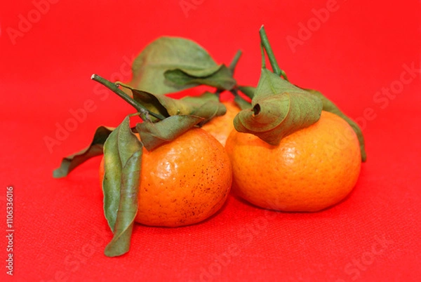 Fototapeta Fresh tangerines with leaves on a colored background, fruits, vitamins.