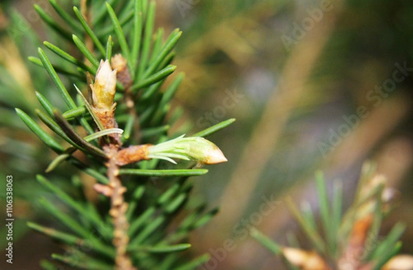 Fototapeta Young spruce branch, Coniferous, background for design, winter.