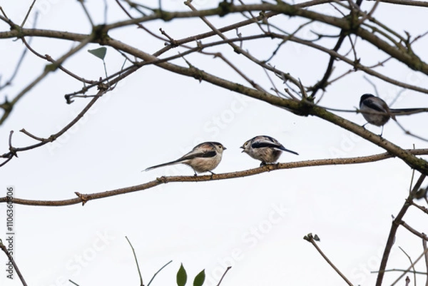 Fototapeta Two Long-tailed Tits, Aegithalos caudatus, are tits with a considerably longer tail than other tits, communicating together on a branch against a strongly overexposed background