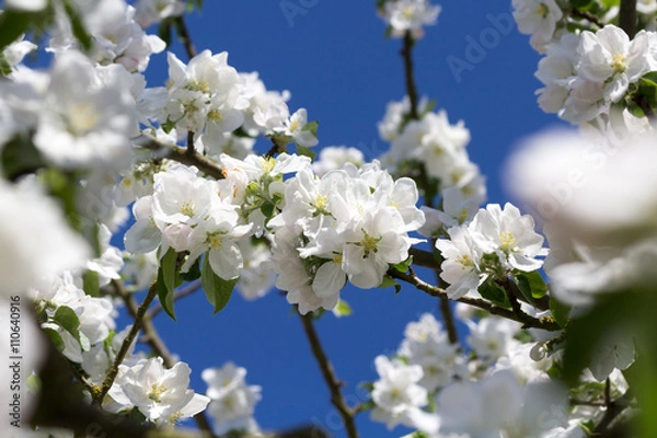 Fototapeta weiße Apfelblüten am Apfelbaum mit blauem Himmel im Hintergrund