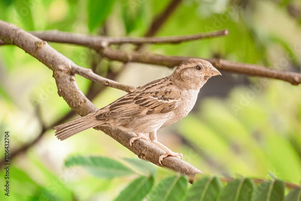 Obraz sparrow on a branch