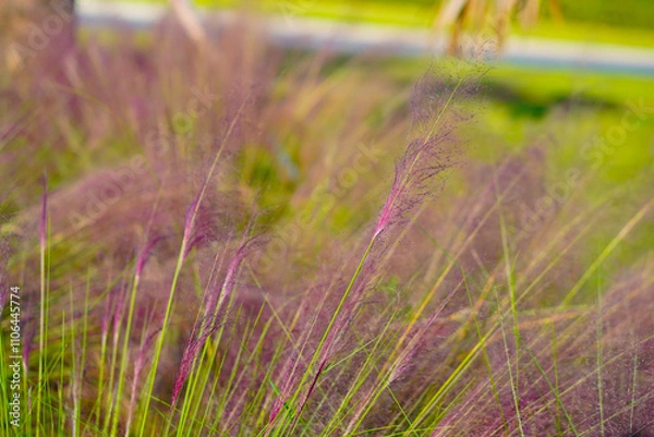 Obraz Beautiful pink Muhlenbergia capillaris grass under sun light	
