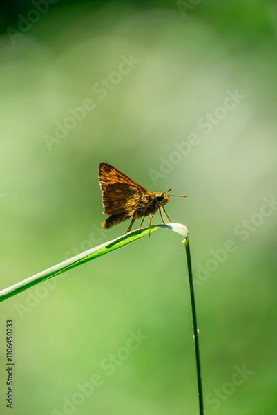 Fototapeta butterfly on leaf
