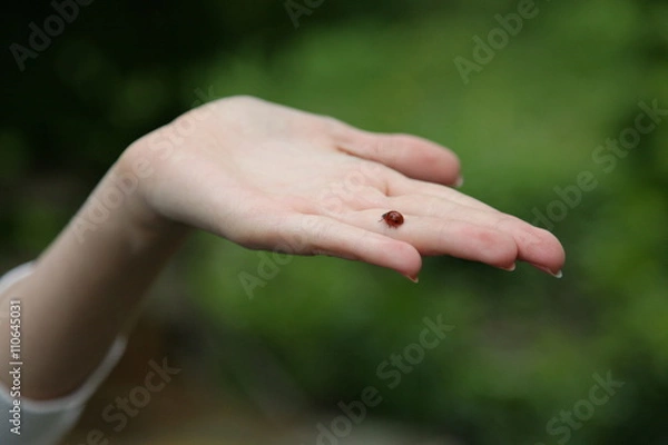 Obraz Божья коровка на руке