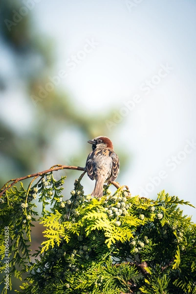 Fototapeta Sparrow on a tree