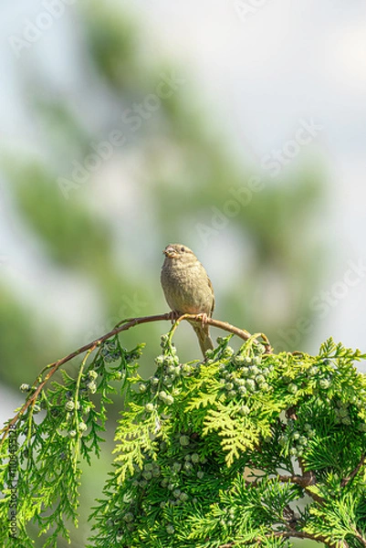 Fototapeta Sparrow on a branch