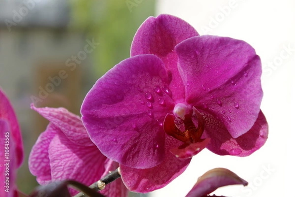 Obraz Kwiaty - storczyki