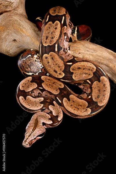Obraz Red-Tailed Boa (Boa constrictor) hanging from a tree branch.