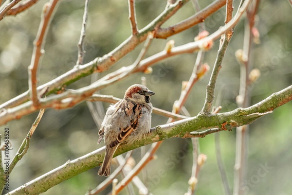 Fototapeta House sparrow 