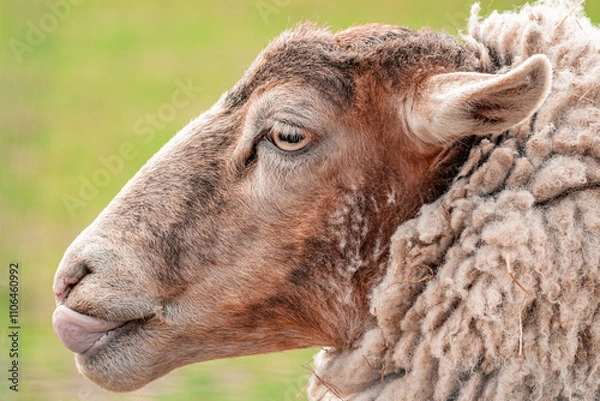 Fototapeta close up of a sheep