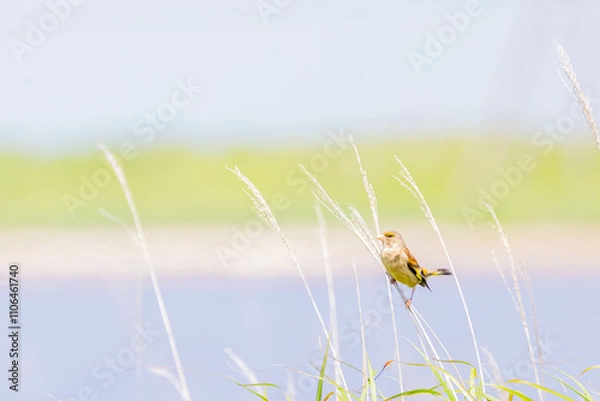 Fototapeta アオカワラヒラ
