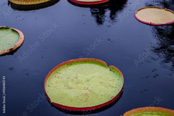 Fototapeta Victoria Amazonia is a species of flowering plant, the second largest in the water lily family Nymphaeaceae
