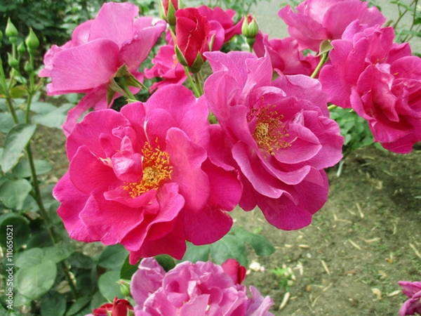 Obraz バラ　ニュース