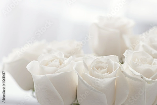 Obraz Zbliżenie białych róż