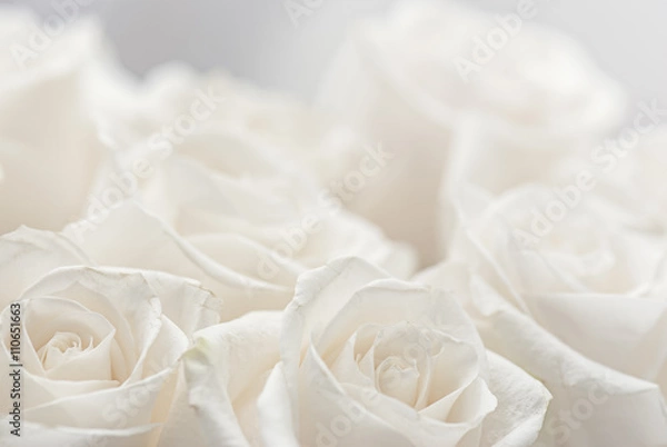 Fototapeta white roses close-up