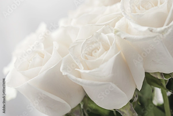 Fototapeta white roses close-up