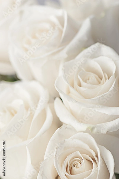 Fototapeta white roses close-up
