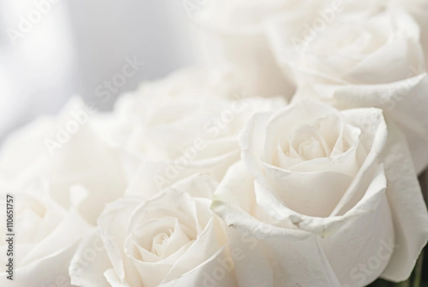 Fototapeta white roses close-up