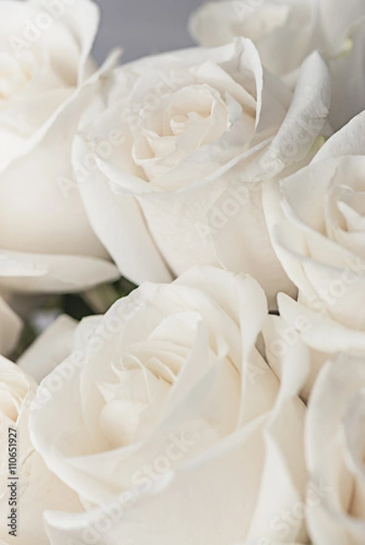 Fototapeta white roses close-up