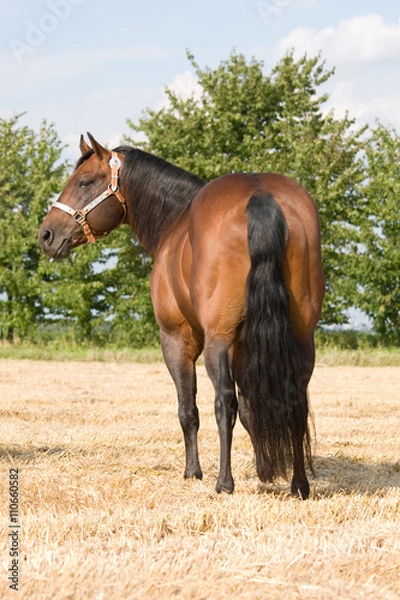 Obraz Nice brown horse posing
