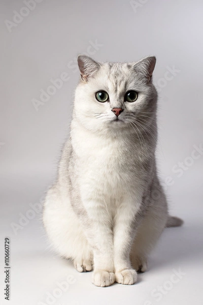 Fototapeta white cat
