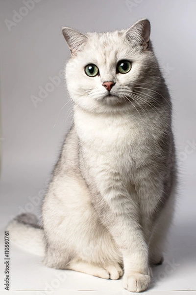 Fototapeta white cat
