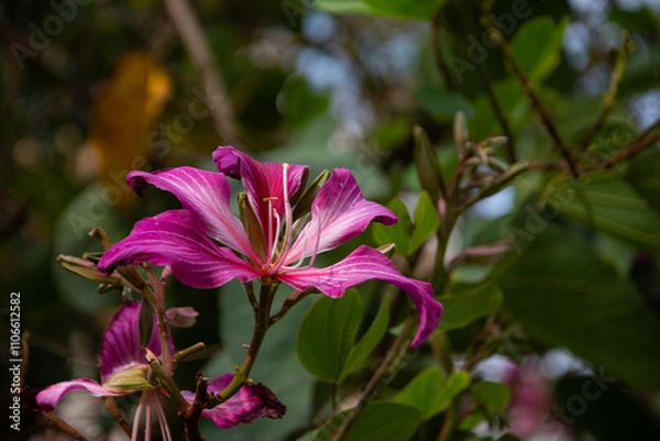 Fototapeta Vibrant Bauhinia variegata flower with green foliage background. Sharp focus on the bright petals, with soft, blurred greenery behind. Tropical plant in full bloom.