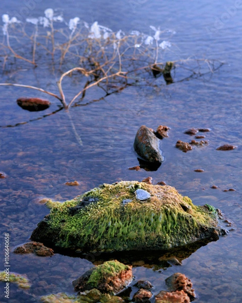 Obraz Moss on rock in winter pond