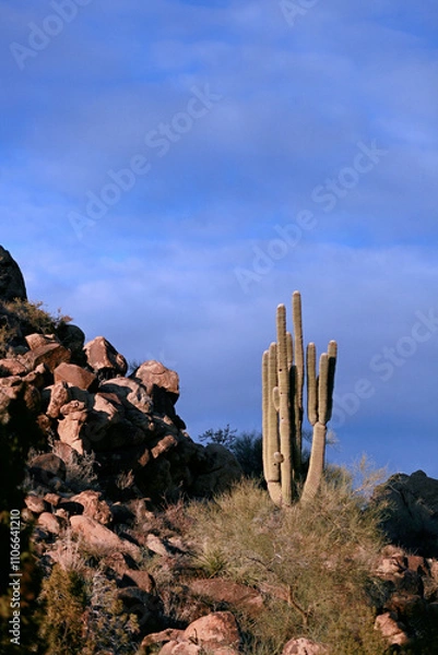 Obraz Saguaro cactus next to rock outcropping