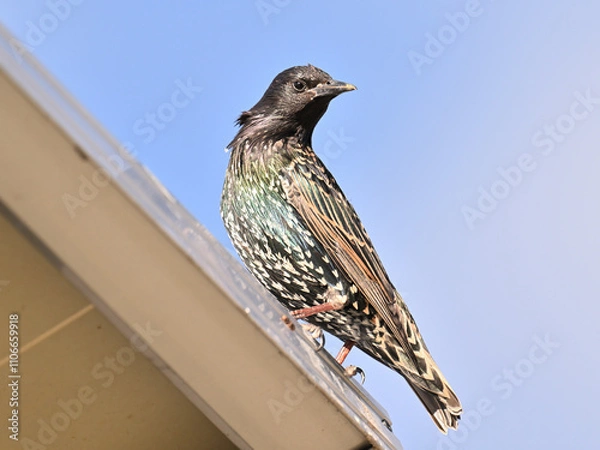 Obraz ホシムクドリ European Starling