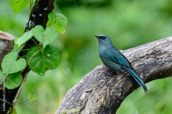 Obraz Verditer Flycatcher