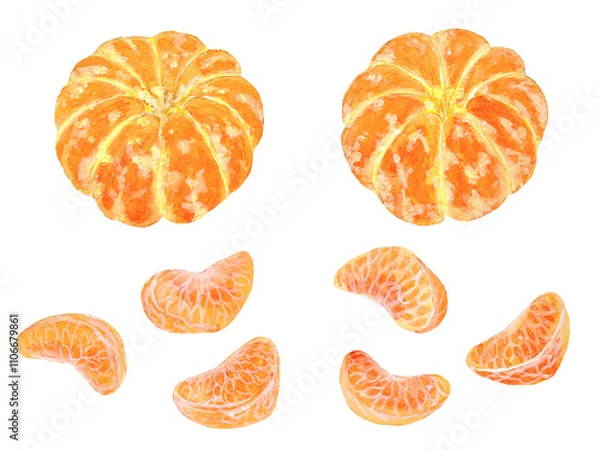 Fototapeta 水彩で描いた皮をむいたみかんとみかんの房のイラスト素材
