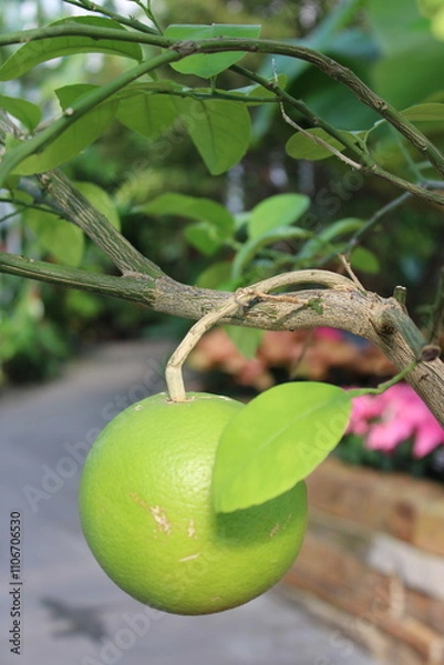 Obraz Grapefruit on the tree