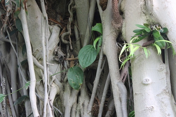 Obraz Tropical Forrest