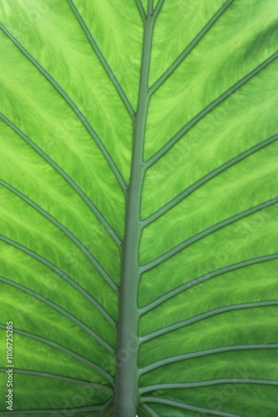 Obraz Large Leaf