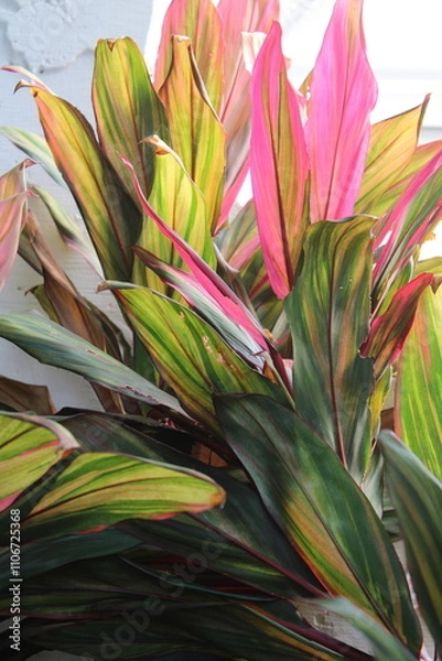 Obraz Colorful plant