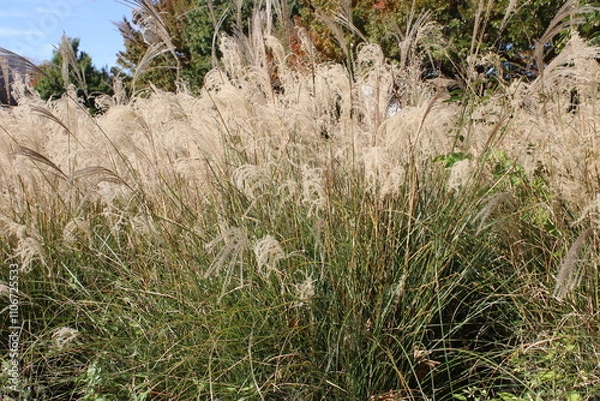 Obraz Prairie Grass