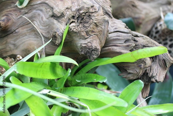 Obraz Tropical landscape