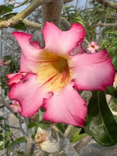 Obraz Desert Rose