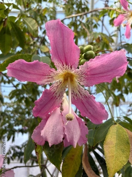 Obraz Pink Floss Tree