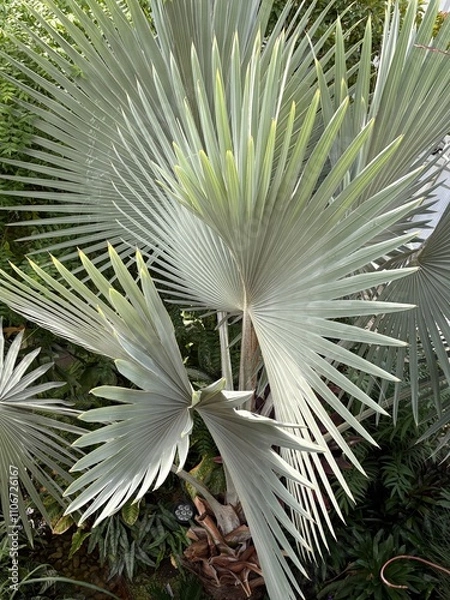 Obraz Tropical Palm 