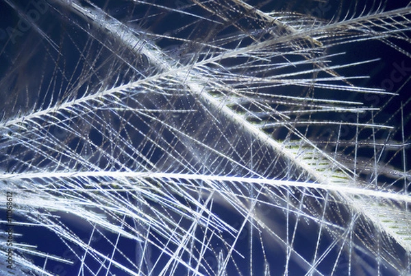 Obraz Mikrofoto Feder 081220 13