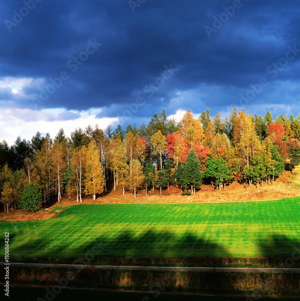 Fototapeta 嵐の合間の紅葉（美瑛町）