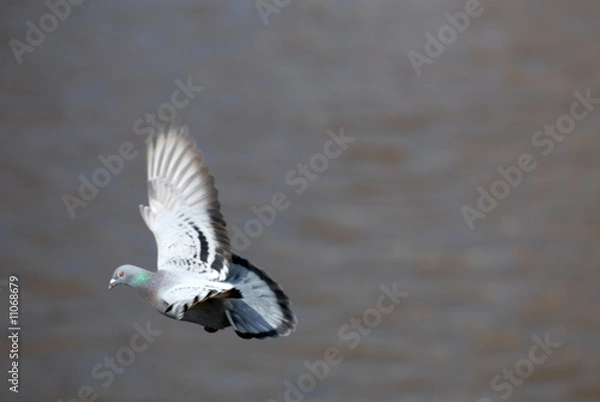 Obraz taube, vogel, fliegen