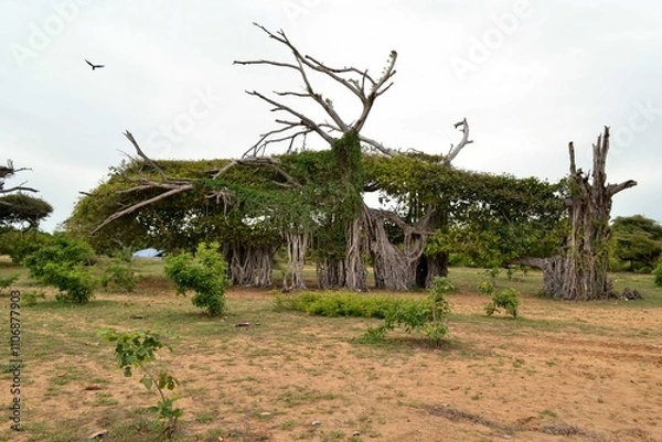 Obraz tree in the desert