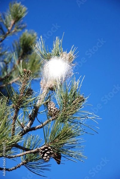 Obraz Gniazdo gąsienic procesyjnych