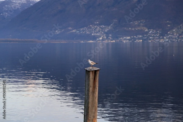 Fototapeta Locarnese
